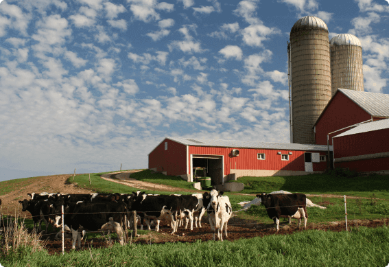 cows grazing in a field