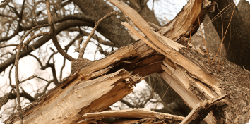 a snapped tree branch