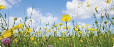 a field of yellow flowers