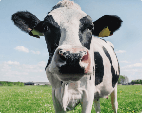 A close-up of a cow.