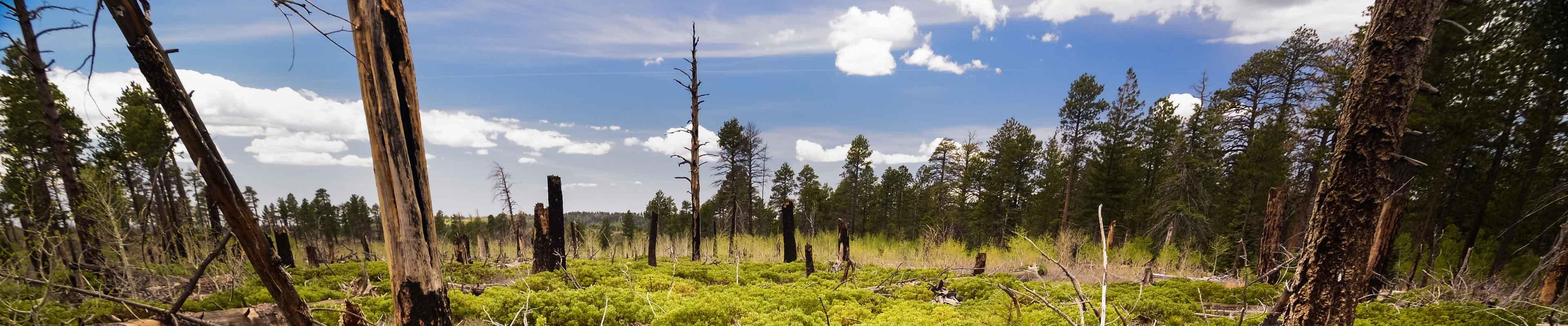 woods after wildfire 