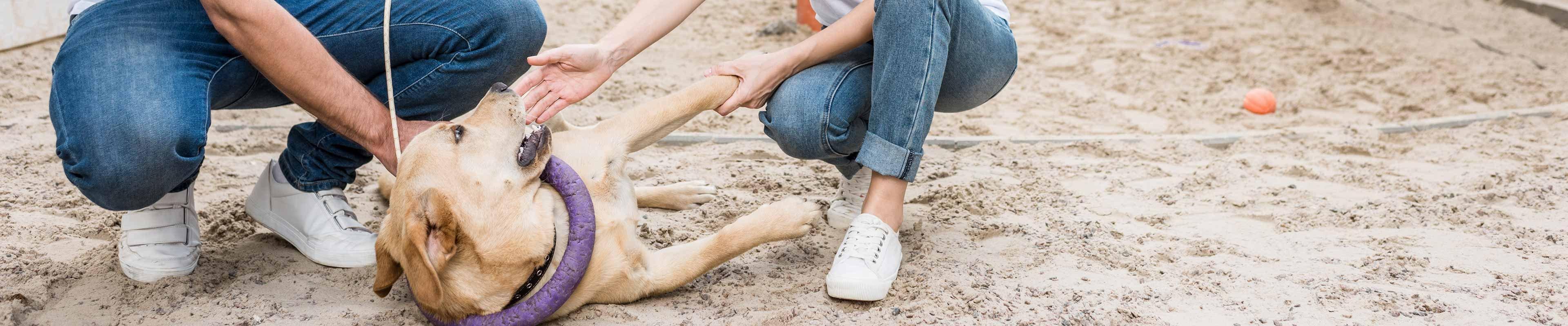 Volunteers playing with a dog.