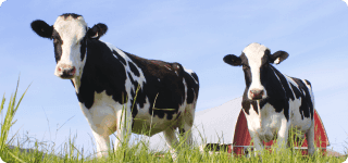 a group of cows in a field